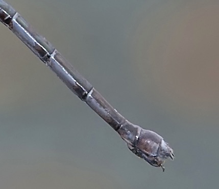Archilestes grandis (Great Spreadwing) - female Archilestes grandis (Great Spreadwing) - female
